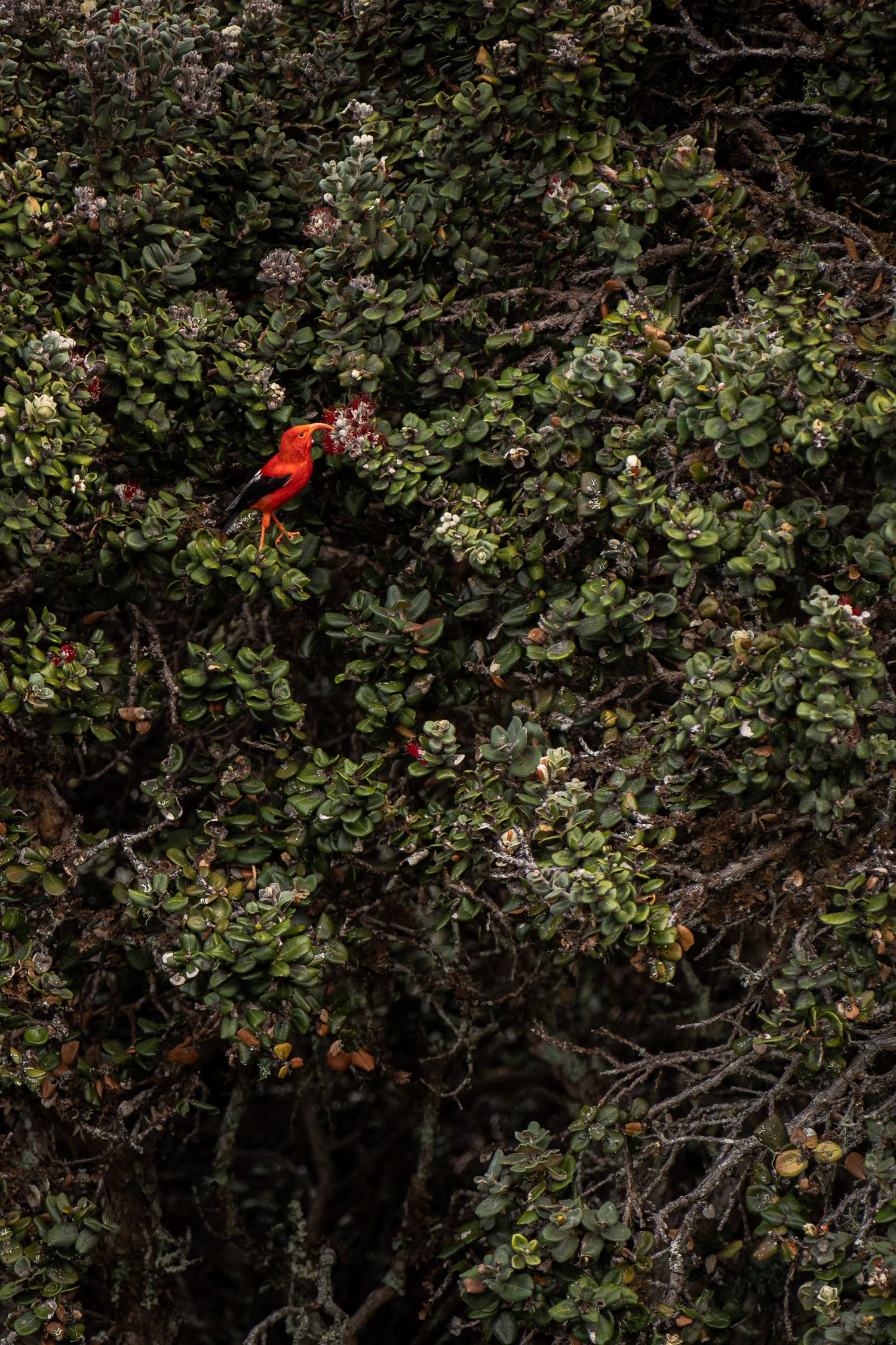 A bright red i'iwi bird (or scarlet honeycreeper) stretches to reach its curved bill into a flower. Photo by Jessica Rix. #wacc:wild