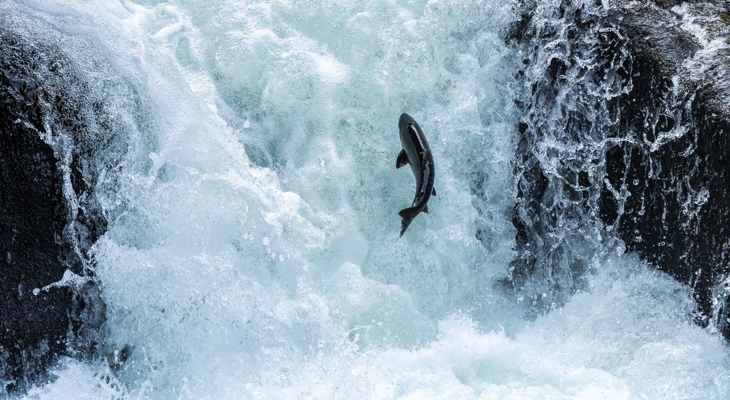 A waterfall with a salmon leaping into the air. The falls are at least 3x the salmon's length. Photo by Jessica Rix. #wacc:wild