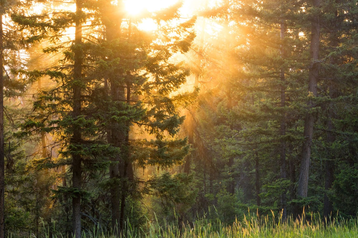 Evergreen trees with bright beams of golden sunshine streaming in. Photo by Jessica Rix.