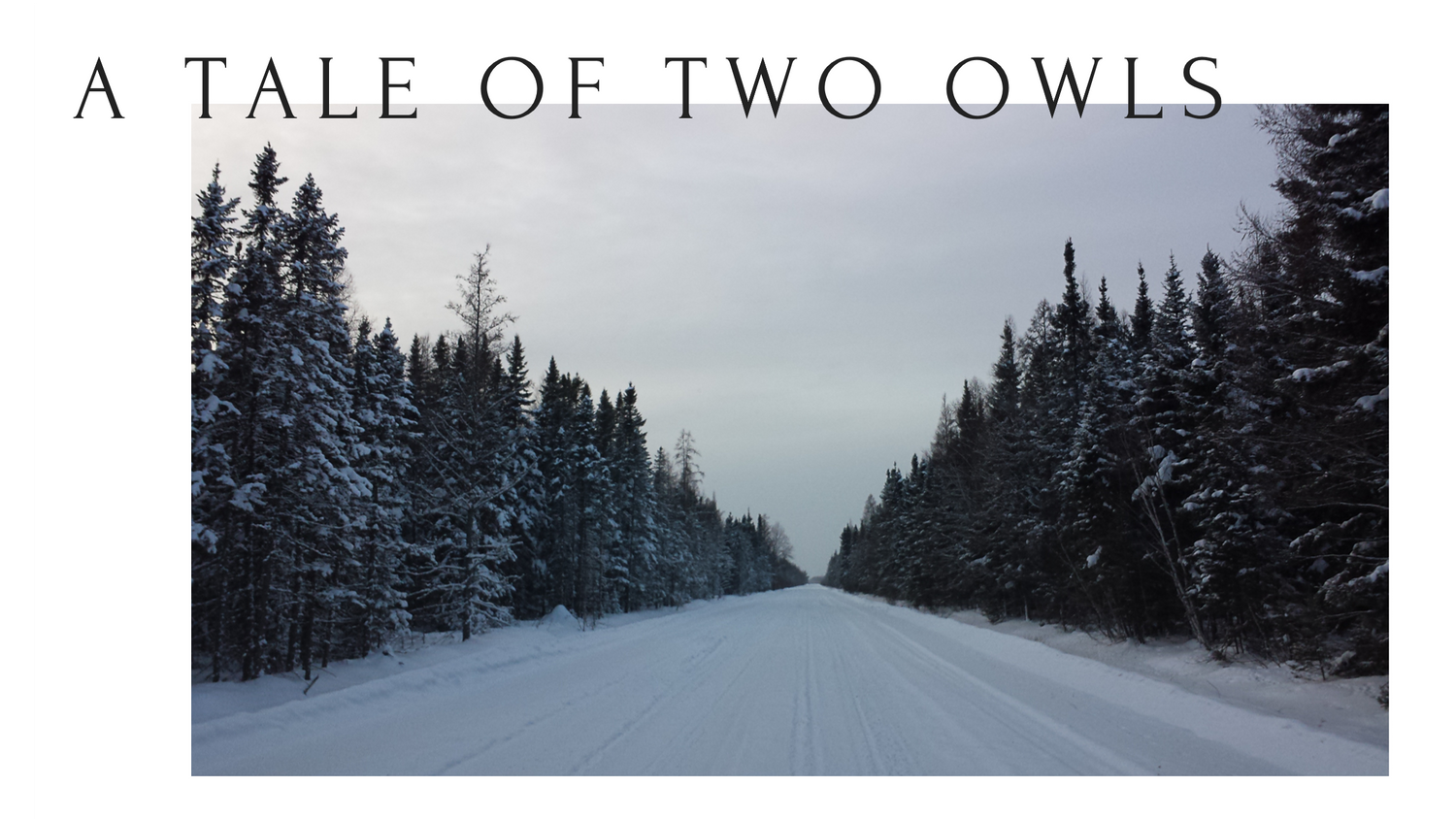 A graphic that includes a photograph of a snowy road lined with evergreens plus the words: A Tale of Two Owls. Photo by Jessica Rix.