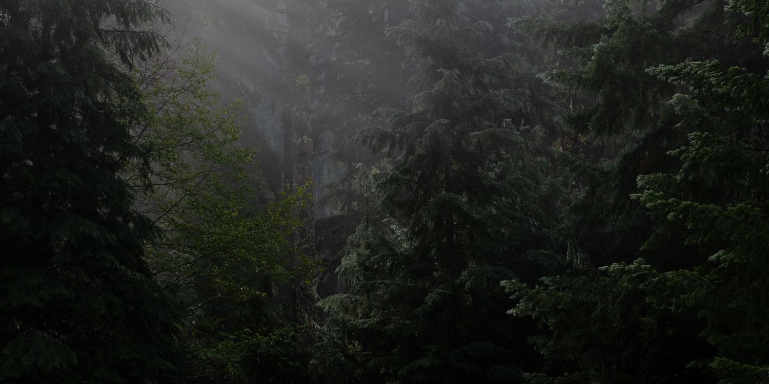 A dense forest in shadow with shafts of light gently filtering through. Photo by Jessica Rix.