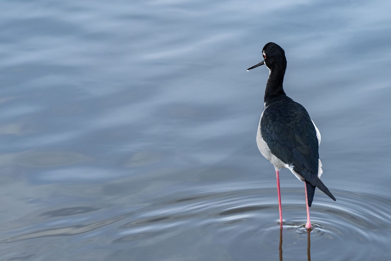 A Hawaiian black-necked stilt (or ae'o) with a single drop of water shining on the end of its beak. Photo by Jessica Rix. #wacc:wild