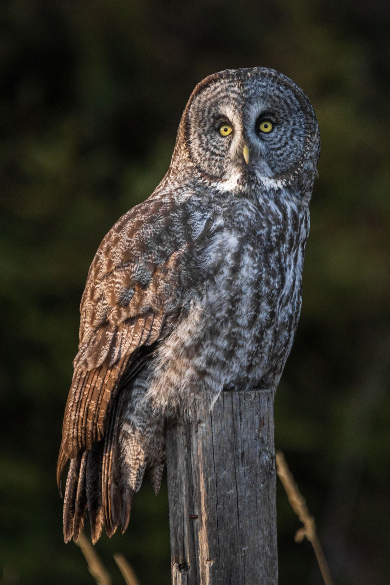 A photograph of a great gray owl: the body is in profile and the head is turned toward the camera. Photo by Jessica Rix. #wacc:wild
