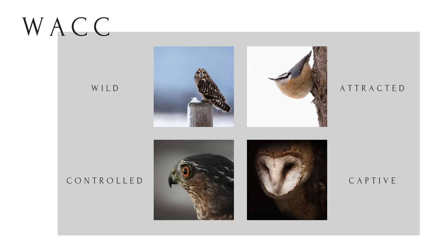 A graphic that includes four photographs in a grid plus the word WACC: for wild, attracted, controlled, captive.