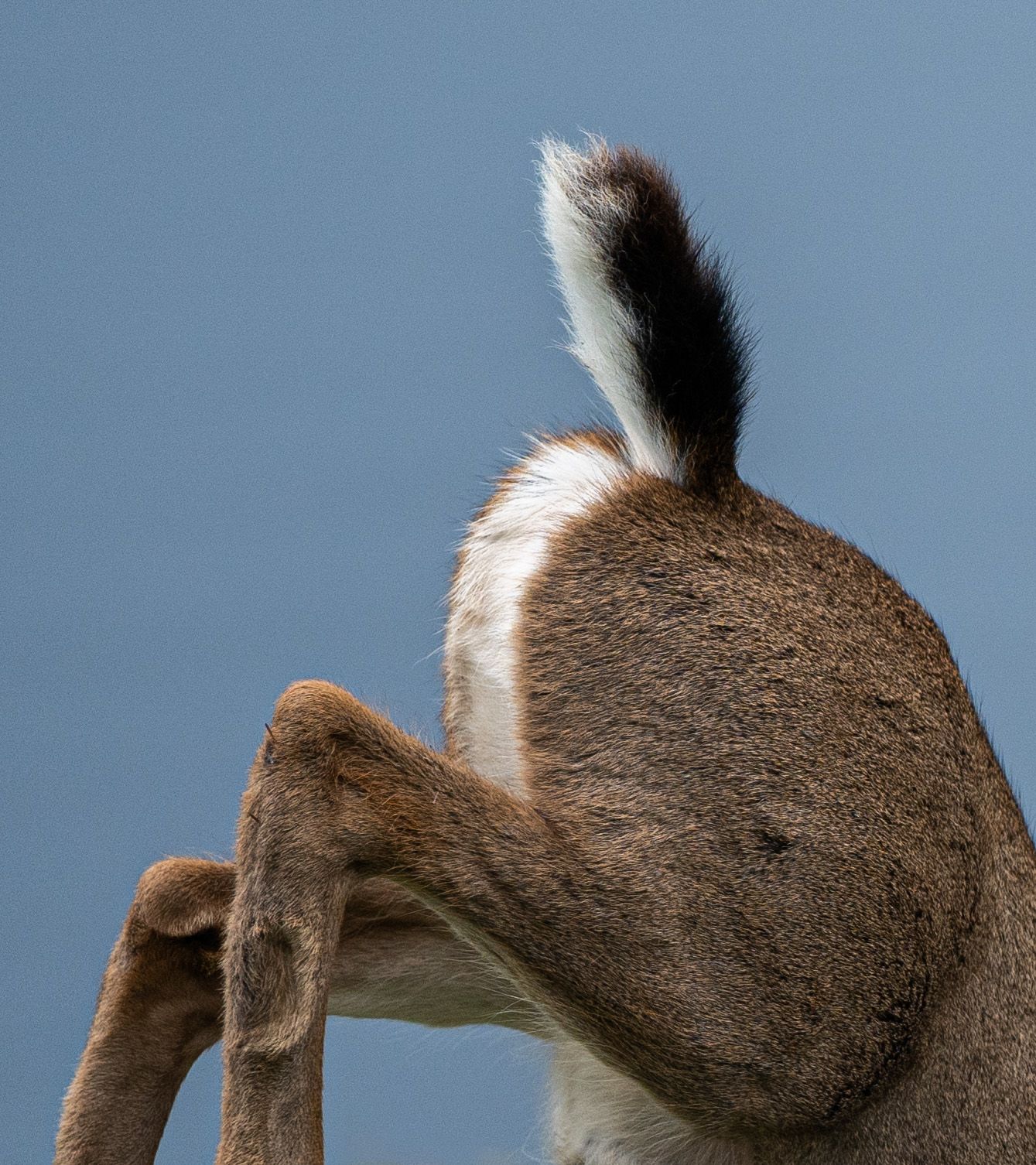 A close-up of a black-tailed deer's tail and back legs as it jumps. The tail is pointing toward the sky. Photo by Jessica Rix. #wacc:wild