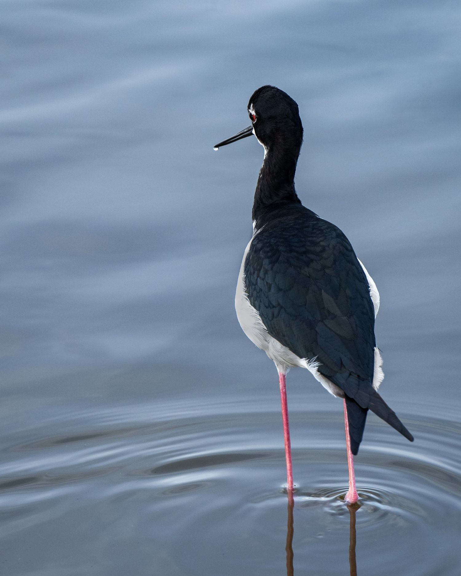 A Hawaiian black-necked stilt (or ae'o) with a single drop of water shining on the end of its beak. Photo by Jessica Rix. #wacc:wild