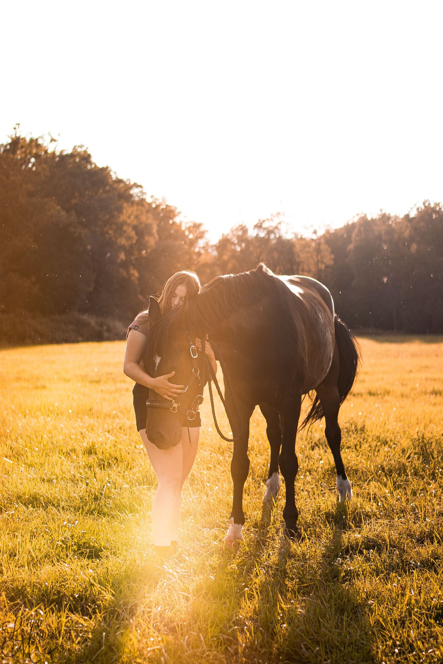 Horse and handler share a peaceful moment in a sun-drenched meadow at golden hour.