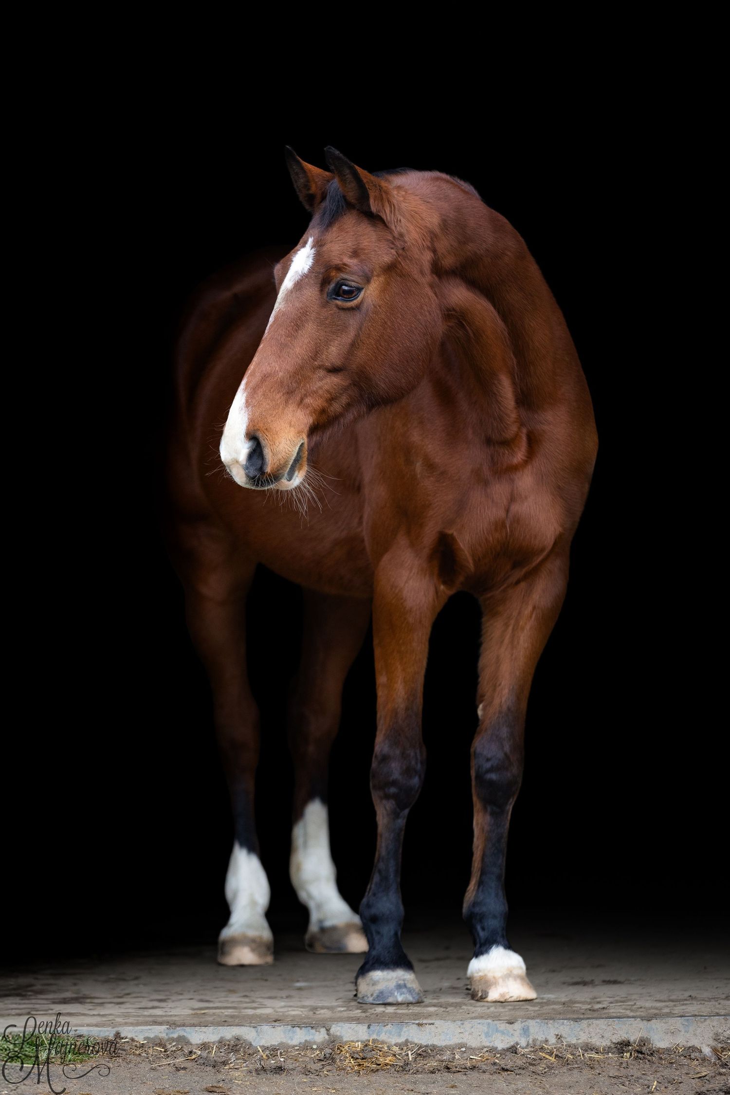 A series of cropped photos showing the legs and hooves of a brown horse against a dark background.