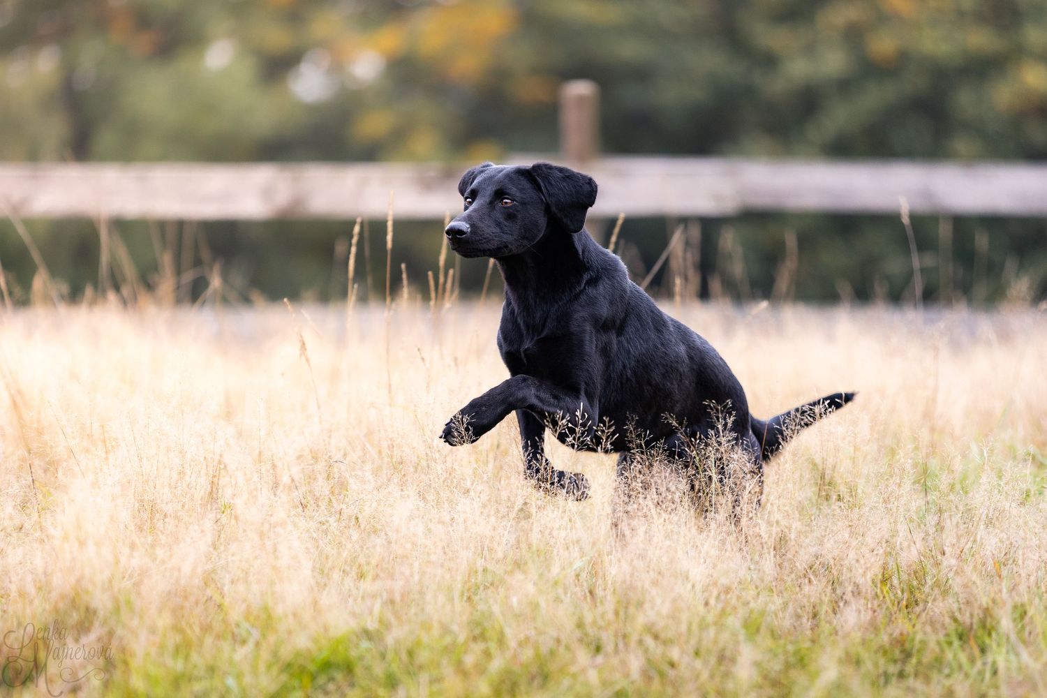 Black dog running and leaping joyfully through a golden field of tall grass on a sunny day.