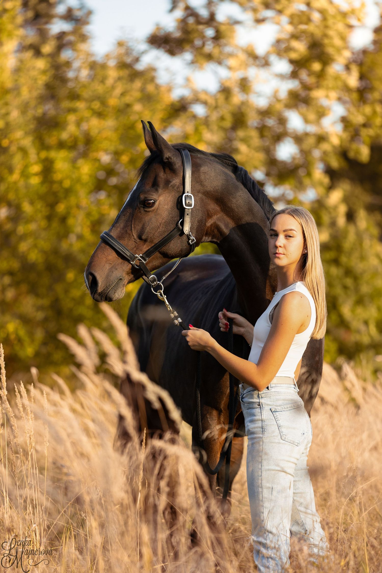 A beautiful dark bay horse stands in tall autumn grass with golden foliage in the background.