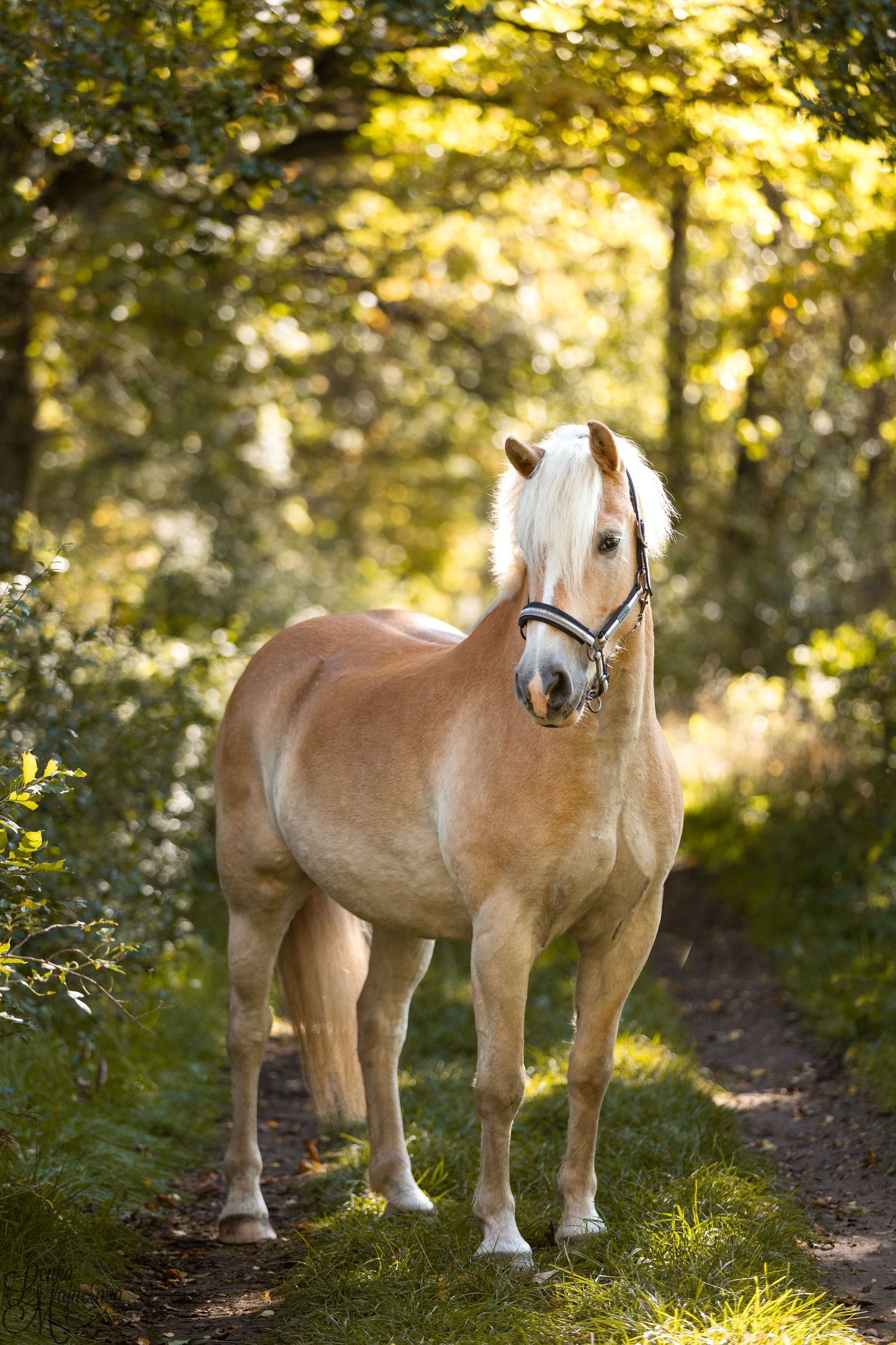 Palomino horse standing on forest path in golden sunlight filtering through trees.