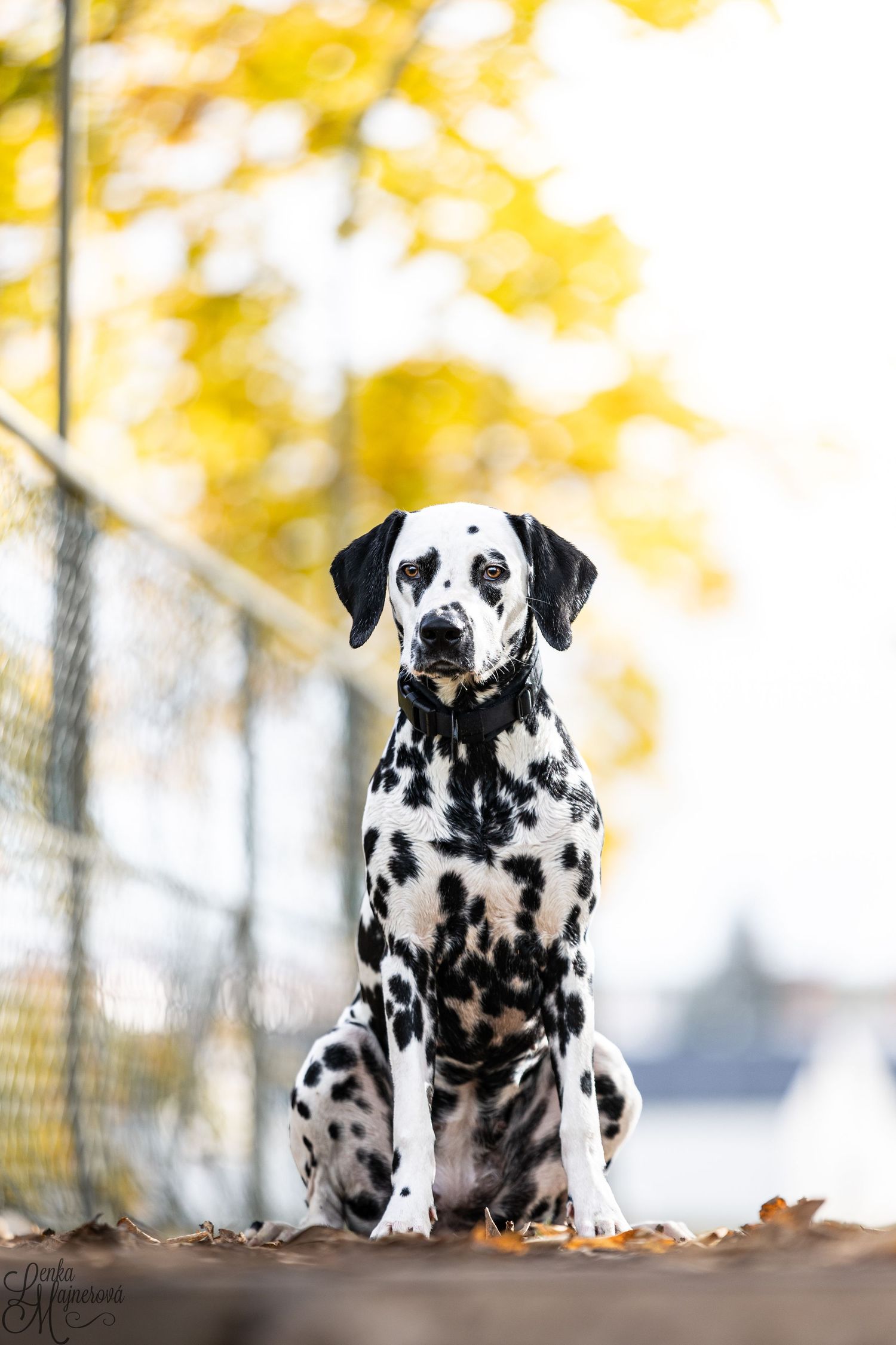Dalmatian dog sitting alertly against autumn background with yellow bokeh.