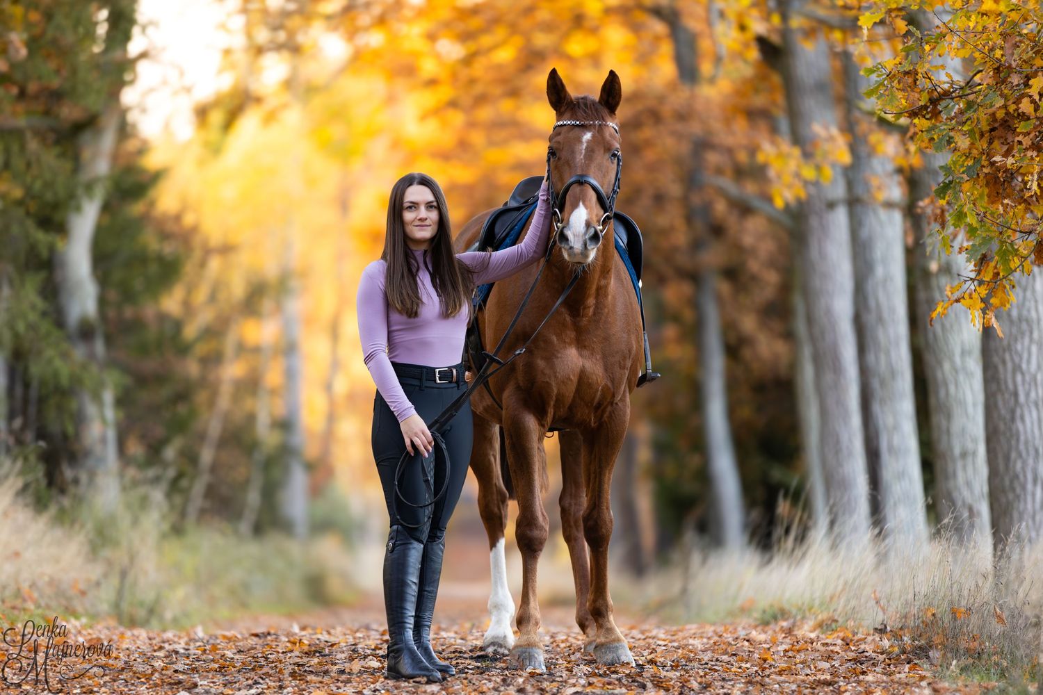 A bay horse poses along a tree-lined autumn path with vibrant orange foliage.