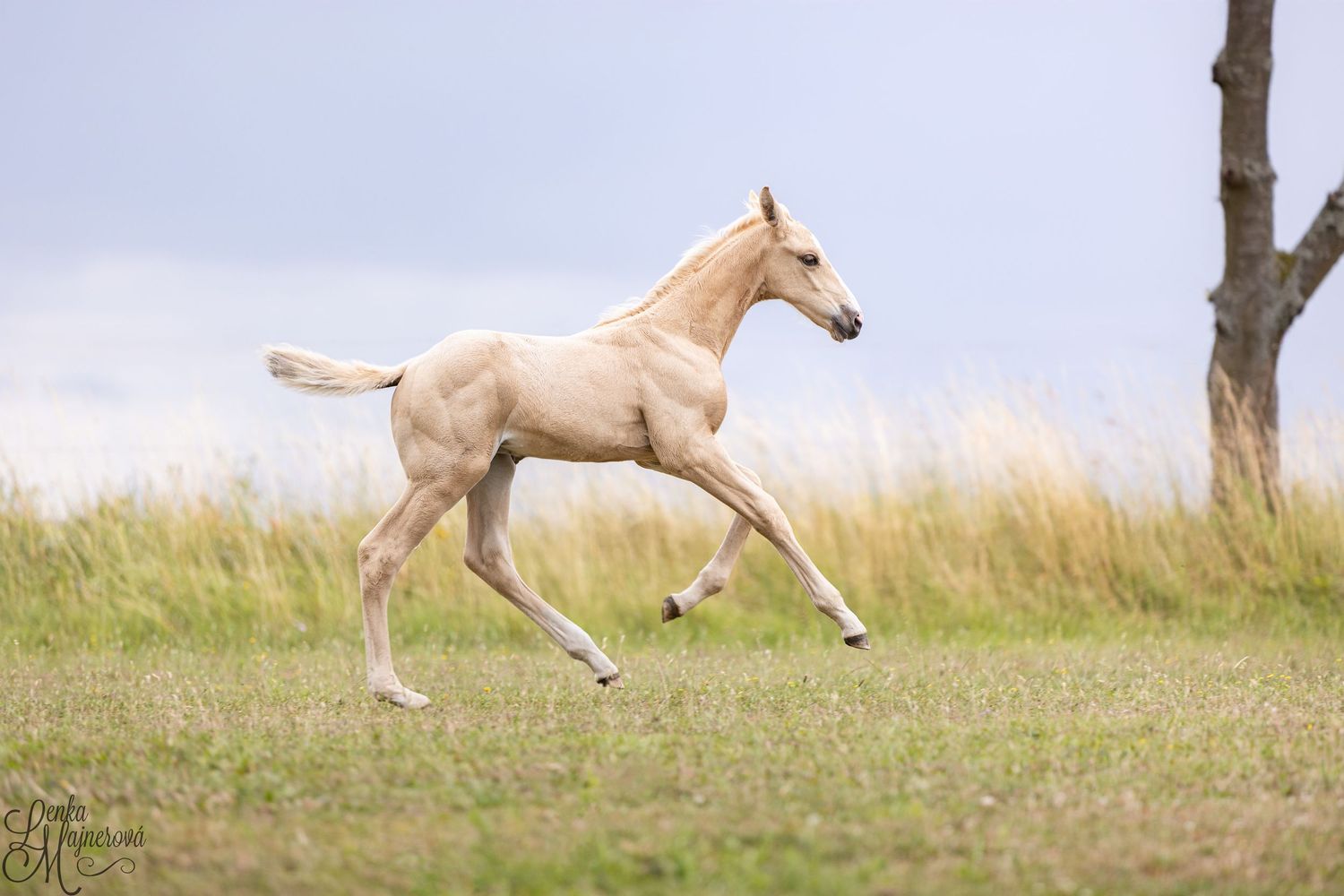 A cream-colored horse gallops gracefully across a grassy hillside in a sequence of motion photos.