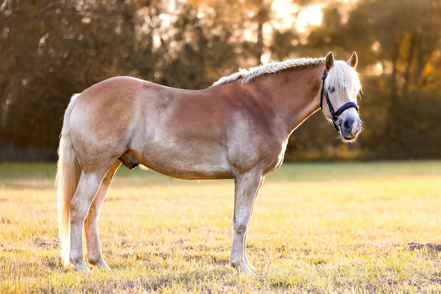 A palomino horse stands in profile on golden grass during sunset with warm backlighting.