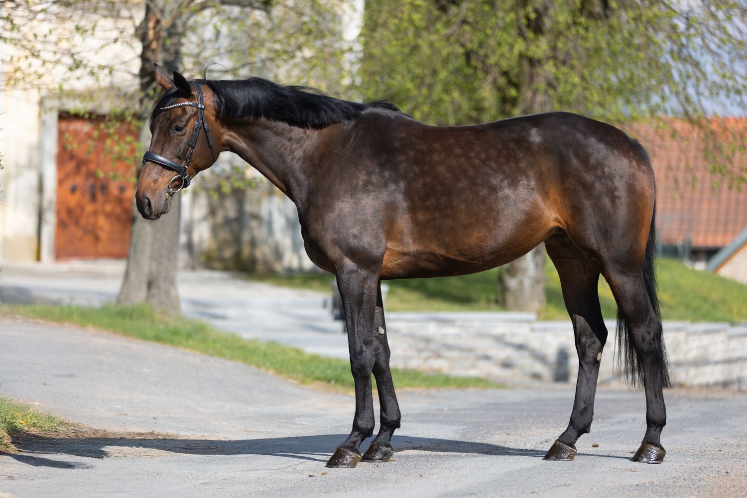 A sequence of photos showing a dark horse walking on a paved road in different poses.