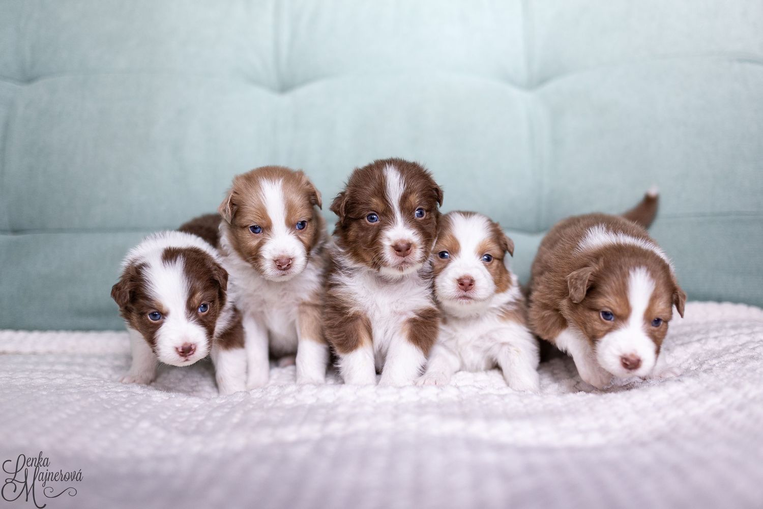 Five adorable brown and white border collie puppies sitting in a row on a white blanket against a gray backdrop.