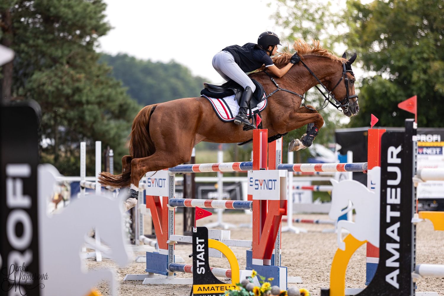 Equestrian show jumping competition with multiple jumps set up in a sandy arena surrounded by trees.