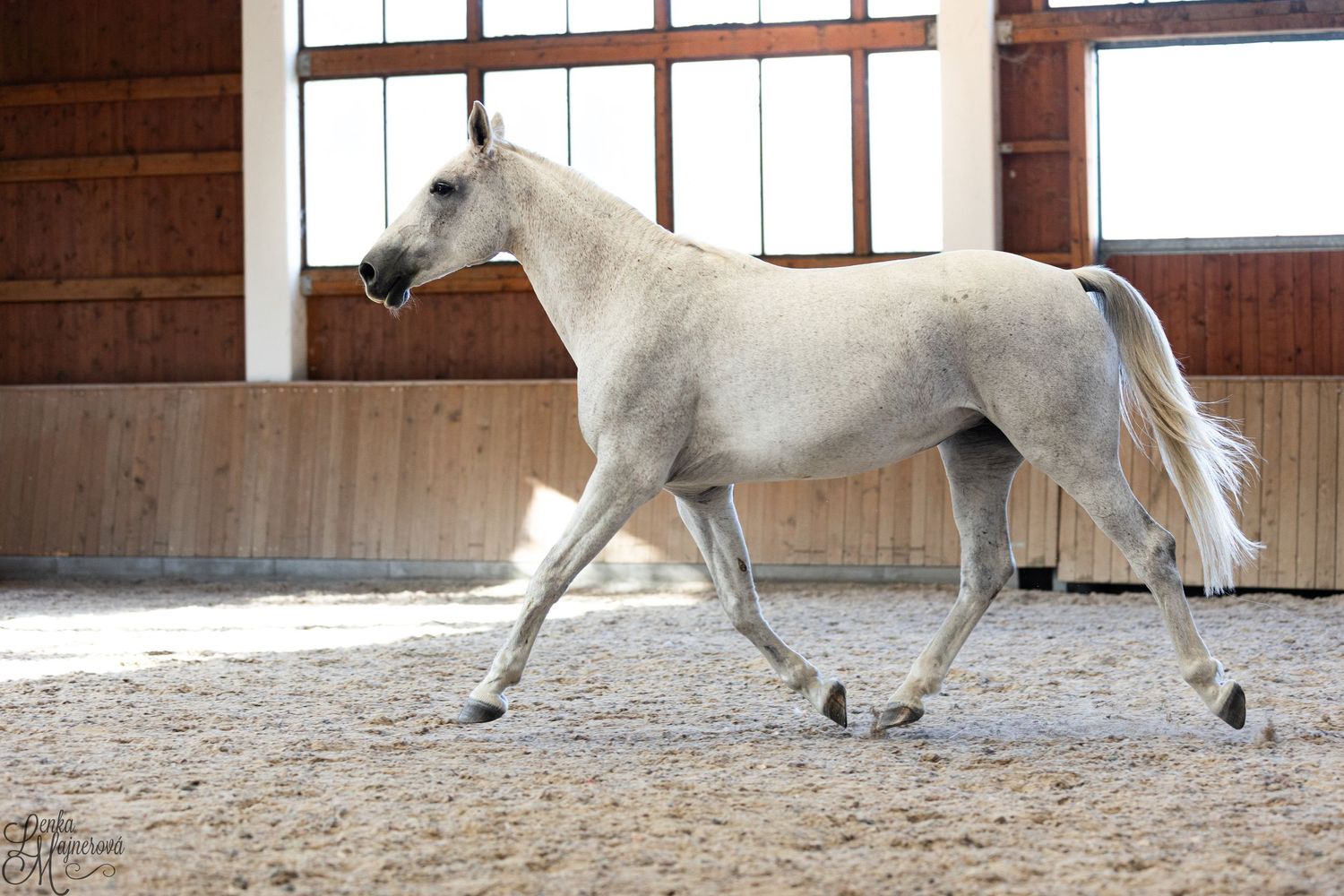 White horse trotting gracefully in an indoor riding arena with natural lighting.