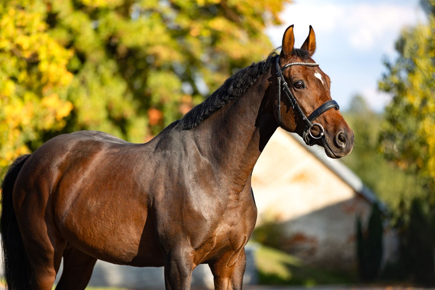 A majestic brown horse stands in a sunny outdoor setting with autumn trees and golden light in the background.