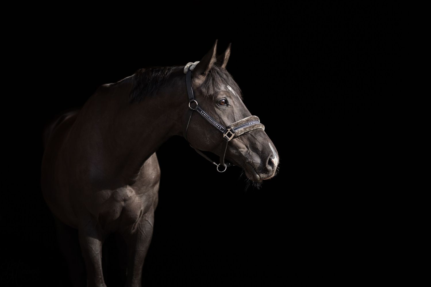 Dark bay horse portrait against black background showing strong neck and alert expression.