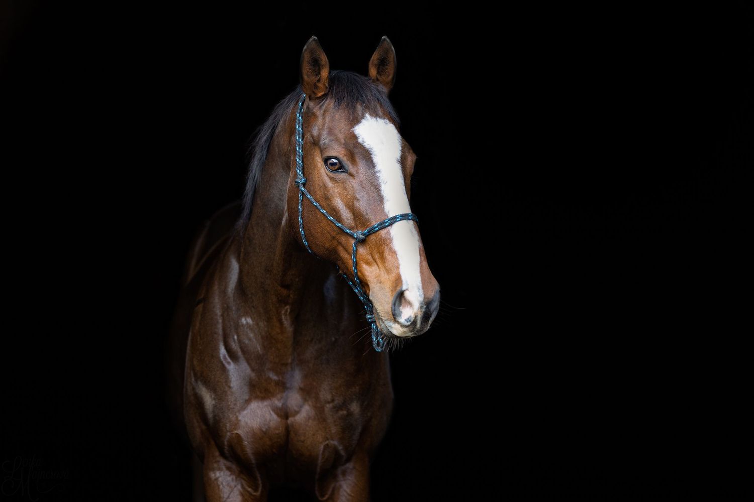 A bay horse with white markings wearing a leather halter against a black backdrop.