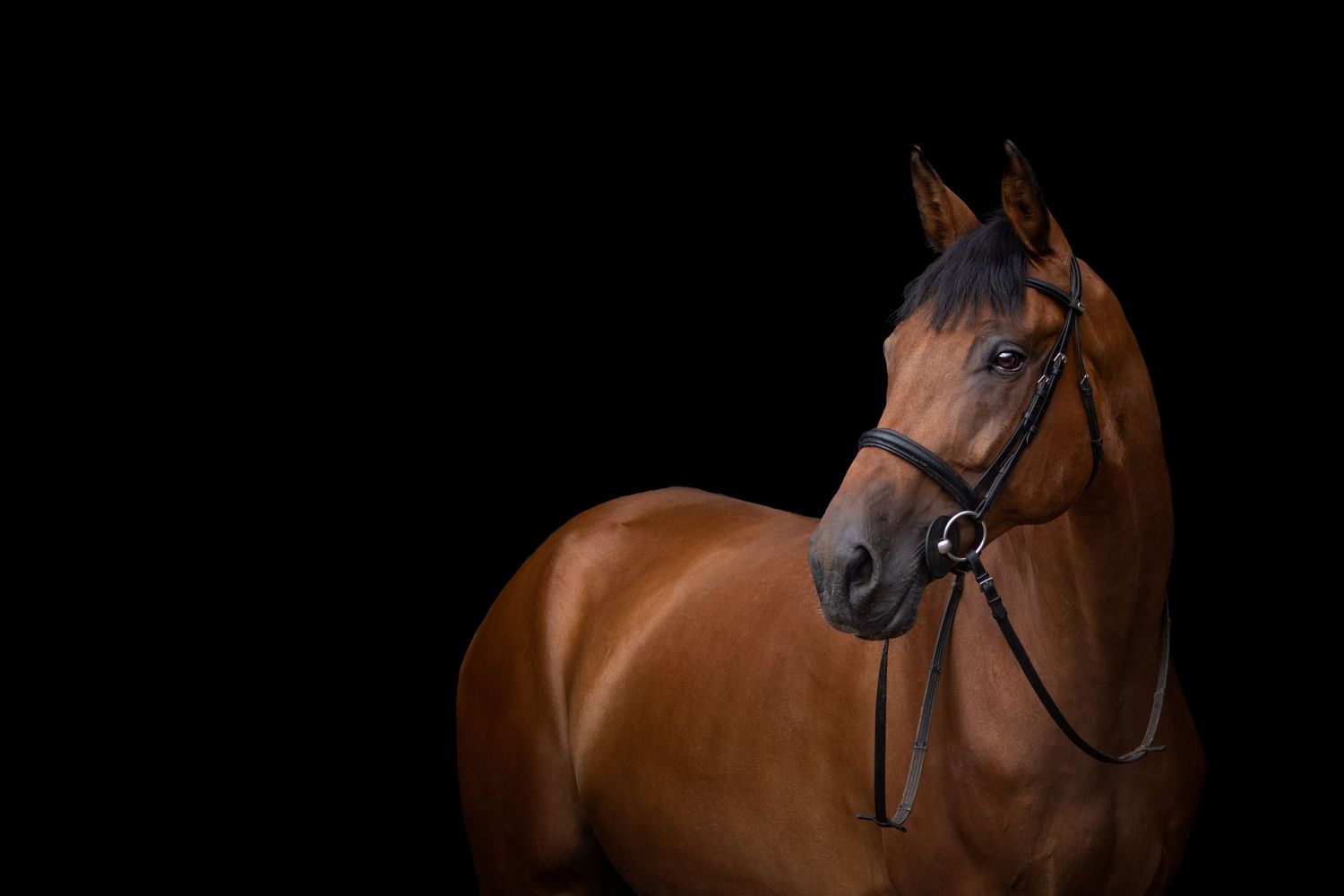 A bay horse wearing a bridle photographed against a dark background in studio lighting.
