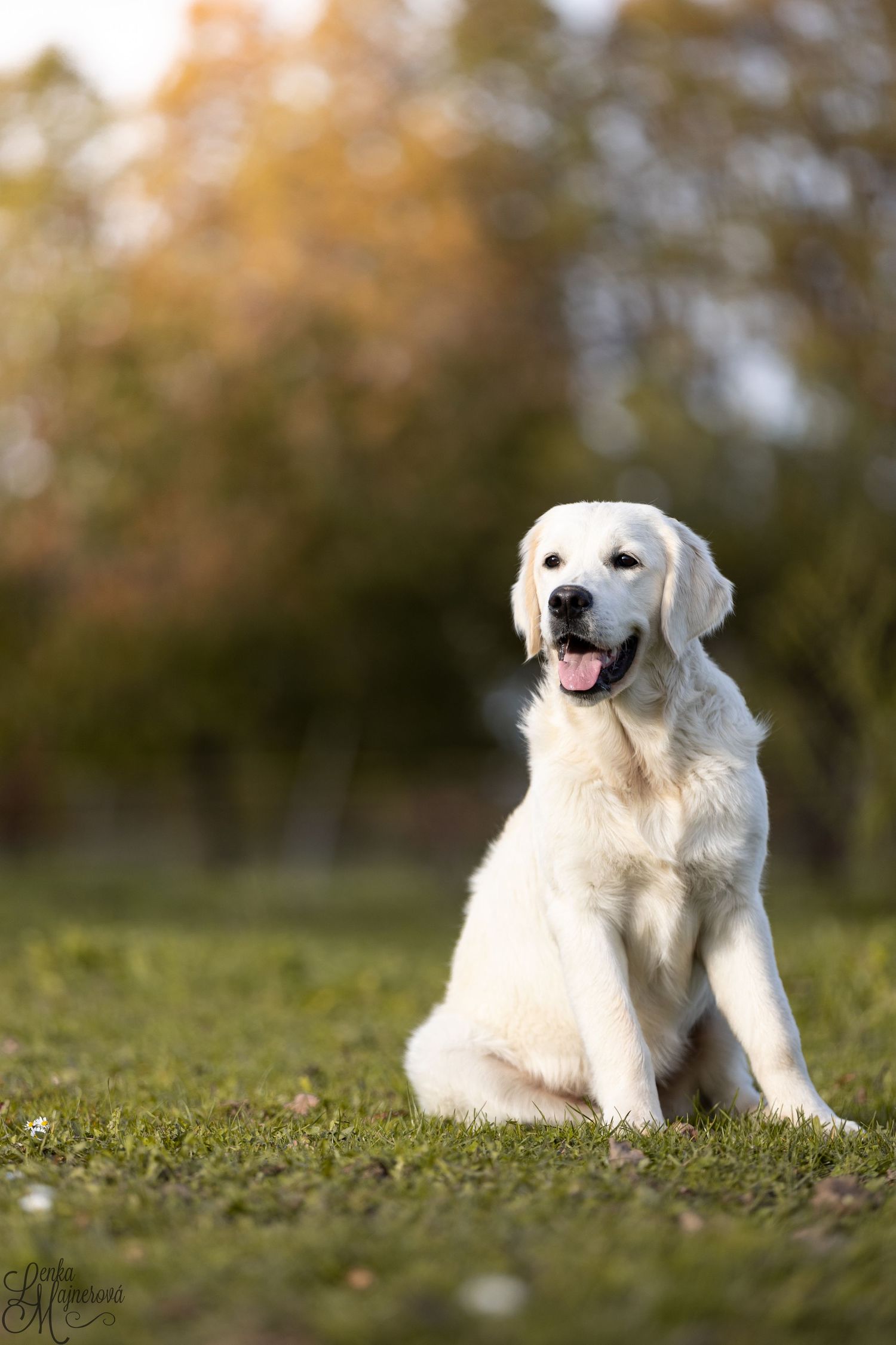 White Golden Retriever sitting on grass with happy expression in autumn setting.