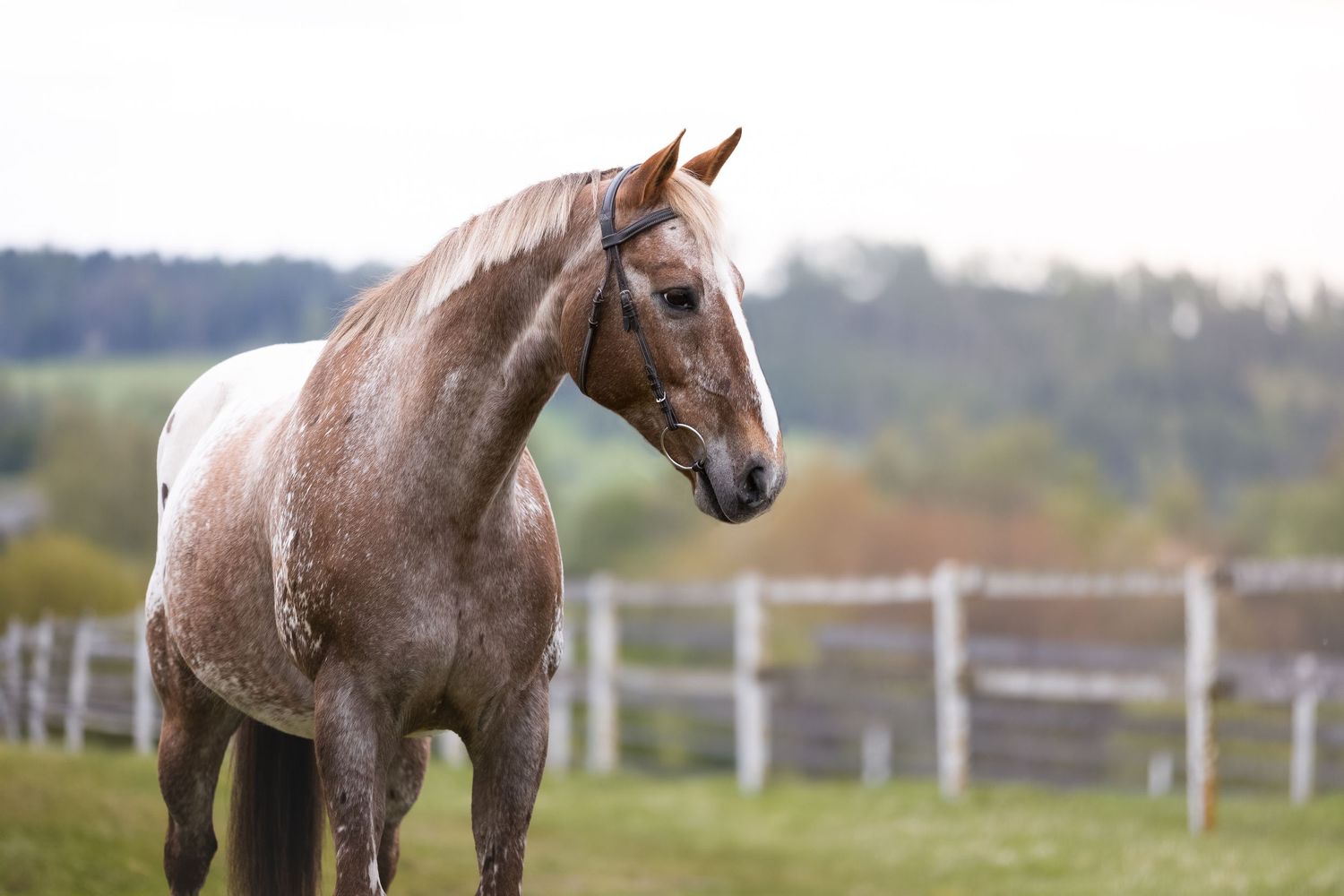 A roan horse standing in front of white fencing in a pastoral setting.