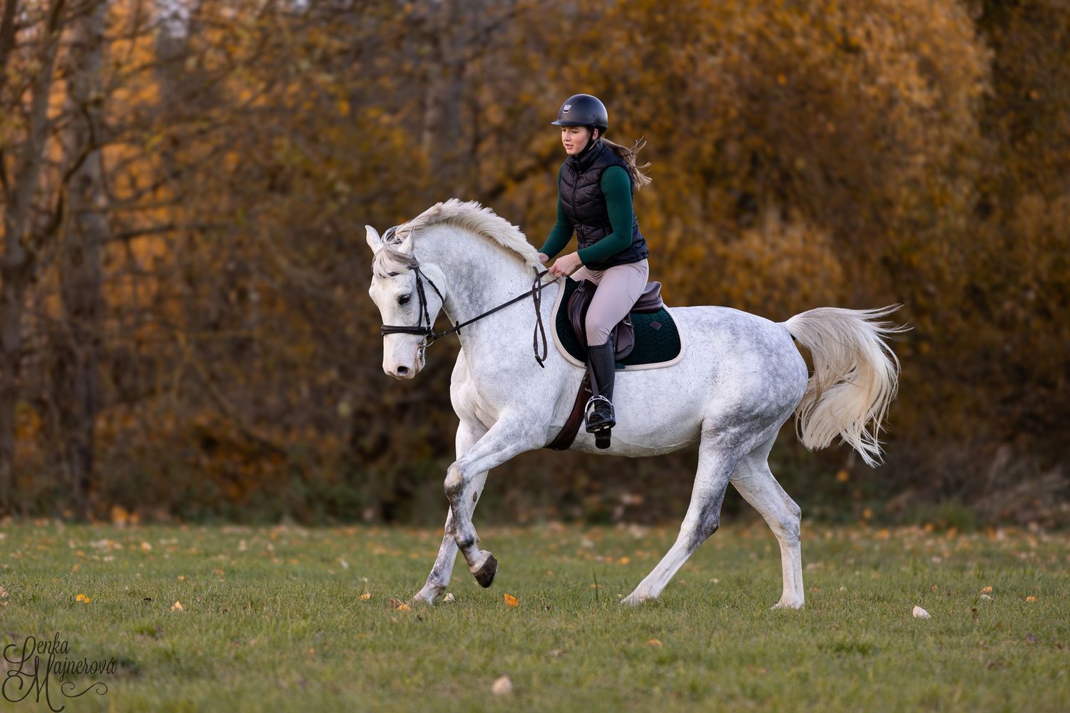 A white horse performs a collected trot movement in an autumn field.