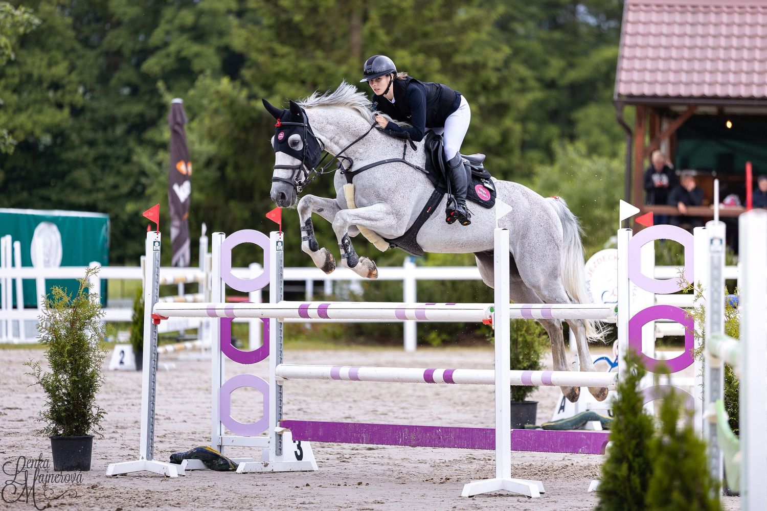 Grey horse and rider clearing a white and purple jump rail during an outdoor equestrian event.