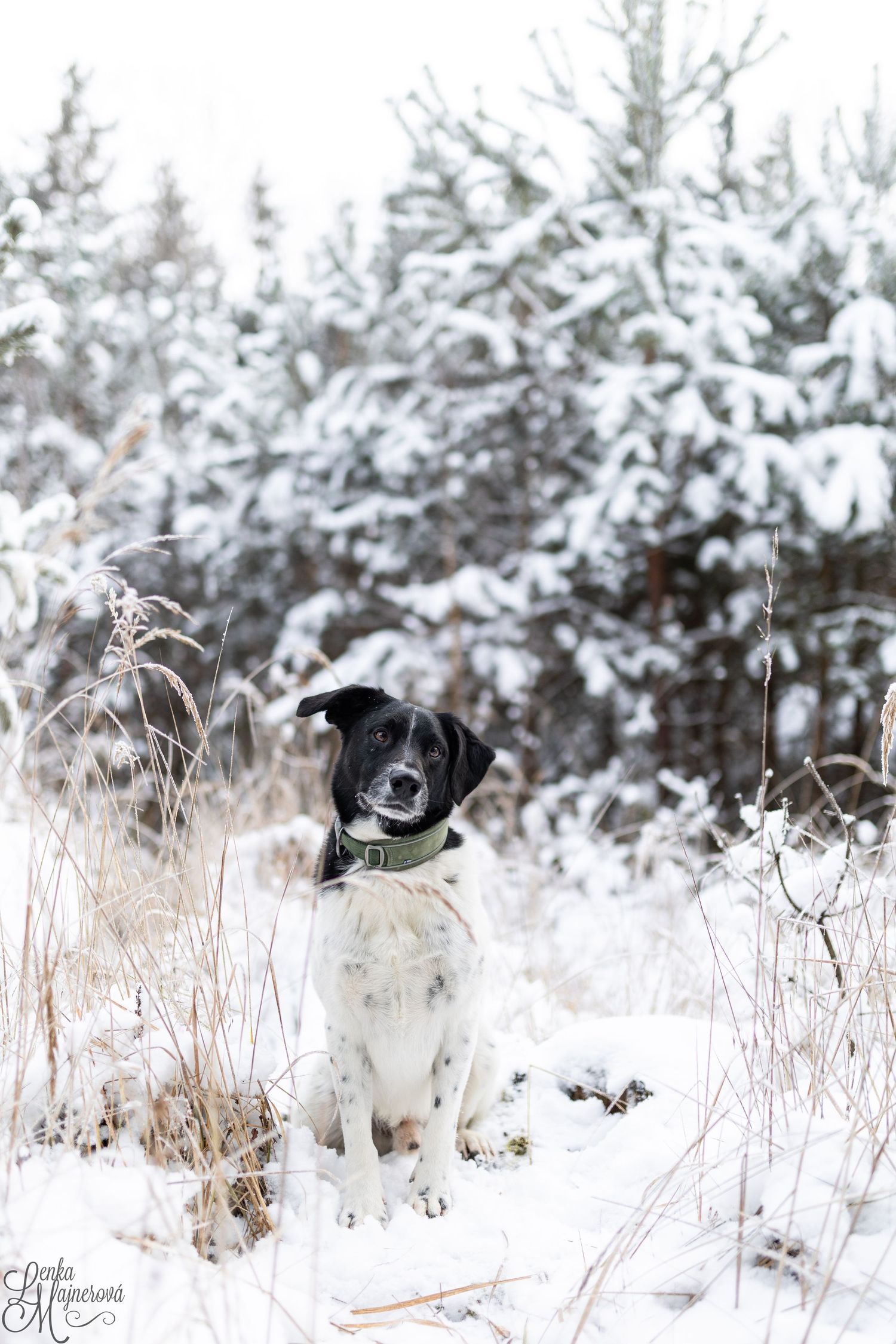 Black and white dog sitting in snowy landscape with snow-covered evergreen trees in background.
