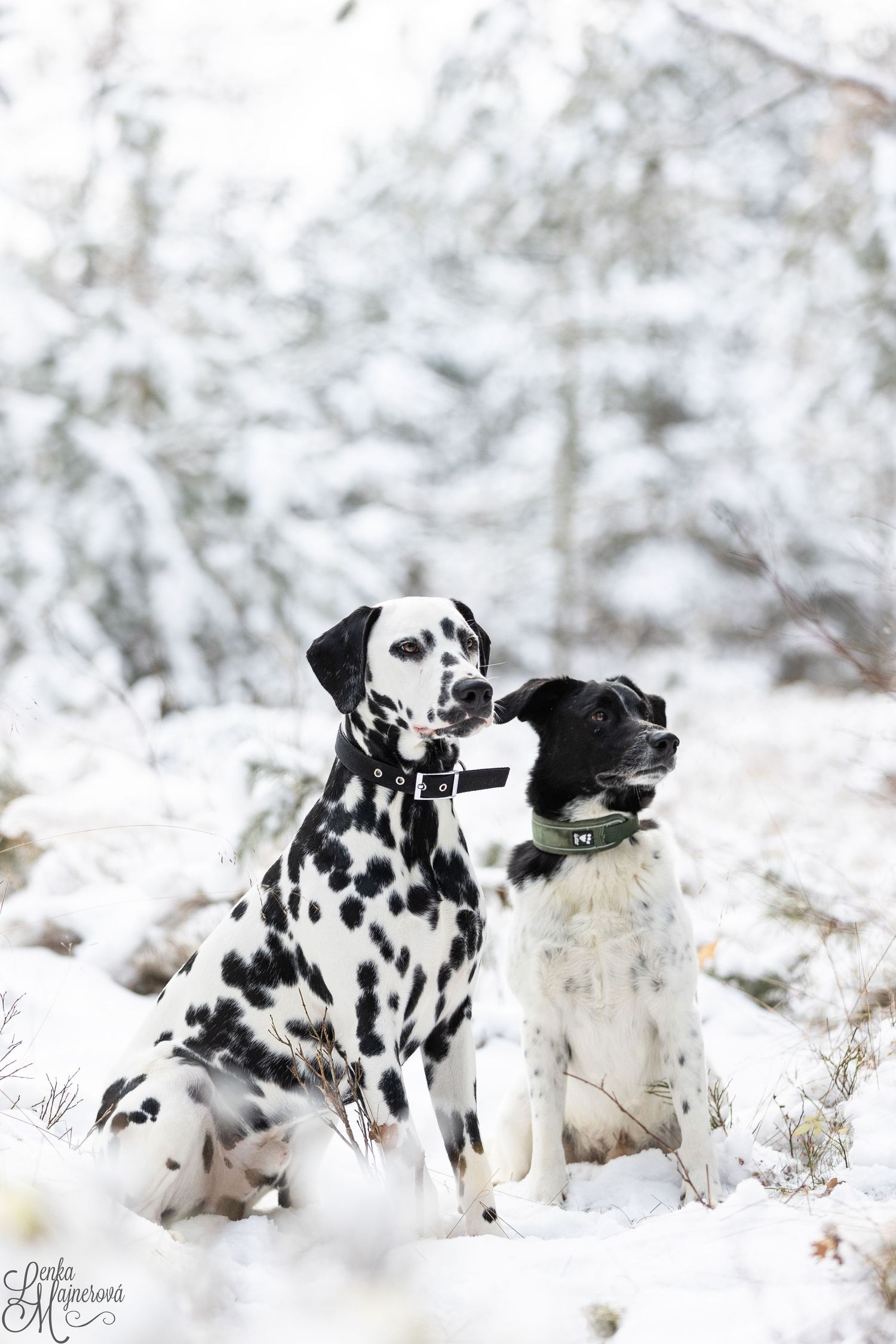 Dalmatian and Border Collie sitting together in snowy winter landscape.