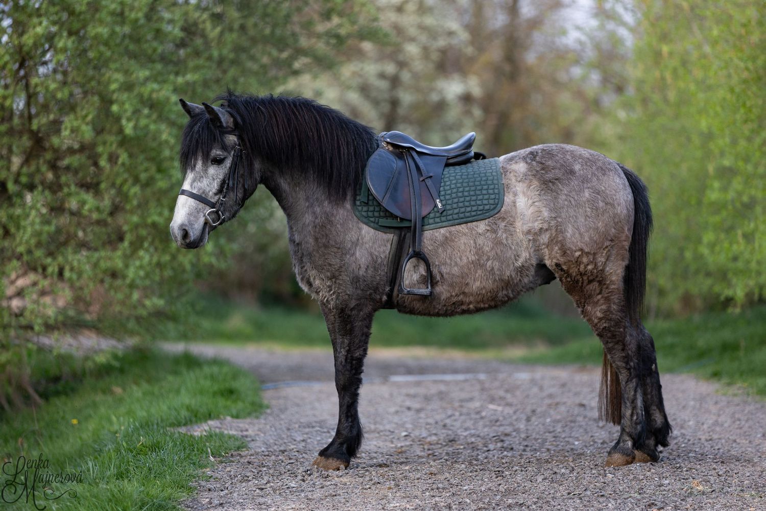 A dappled grey horse with tack standing on a forest path.