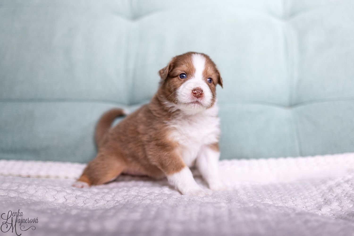 A brown and white dog rests comfortably on a pink textured blanket in soft, natural lighting.