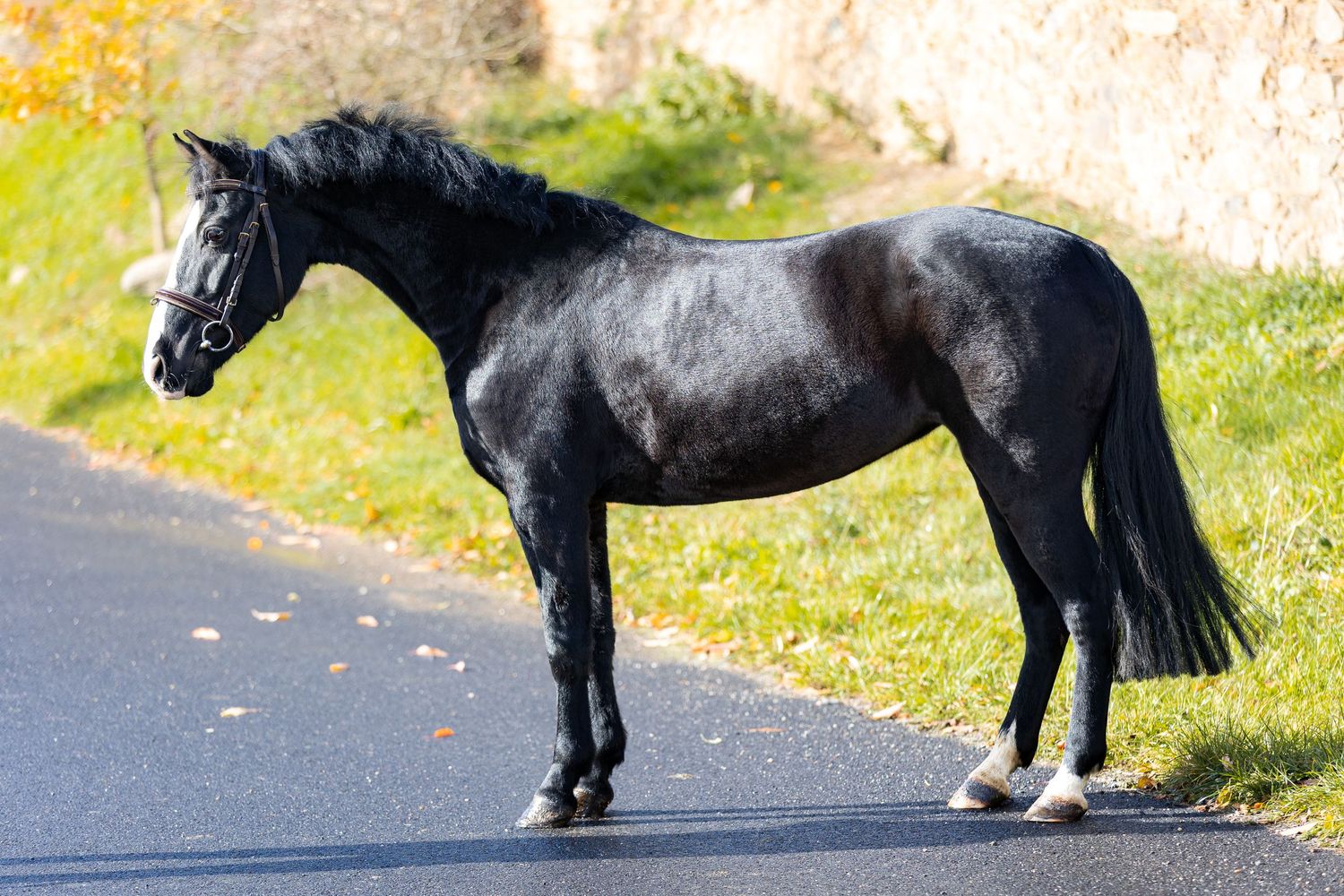 A black horse with white socks stands on a paved road against a grassy background in sunlight.