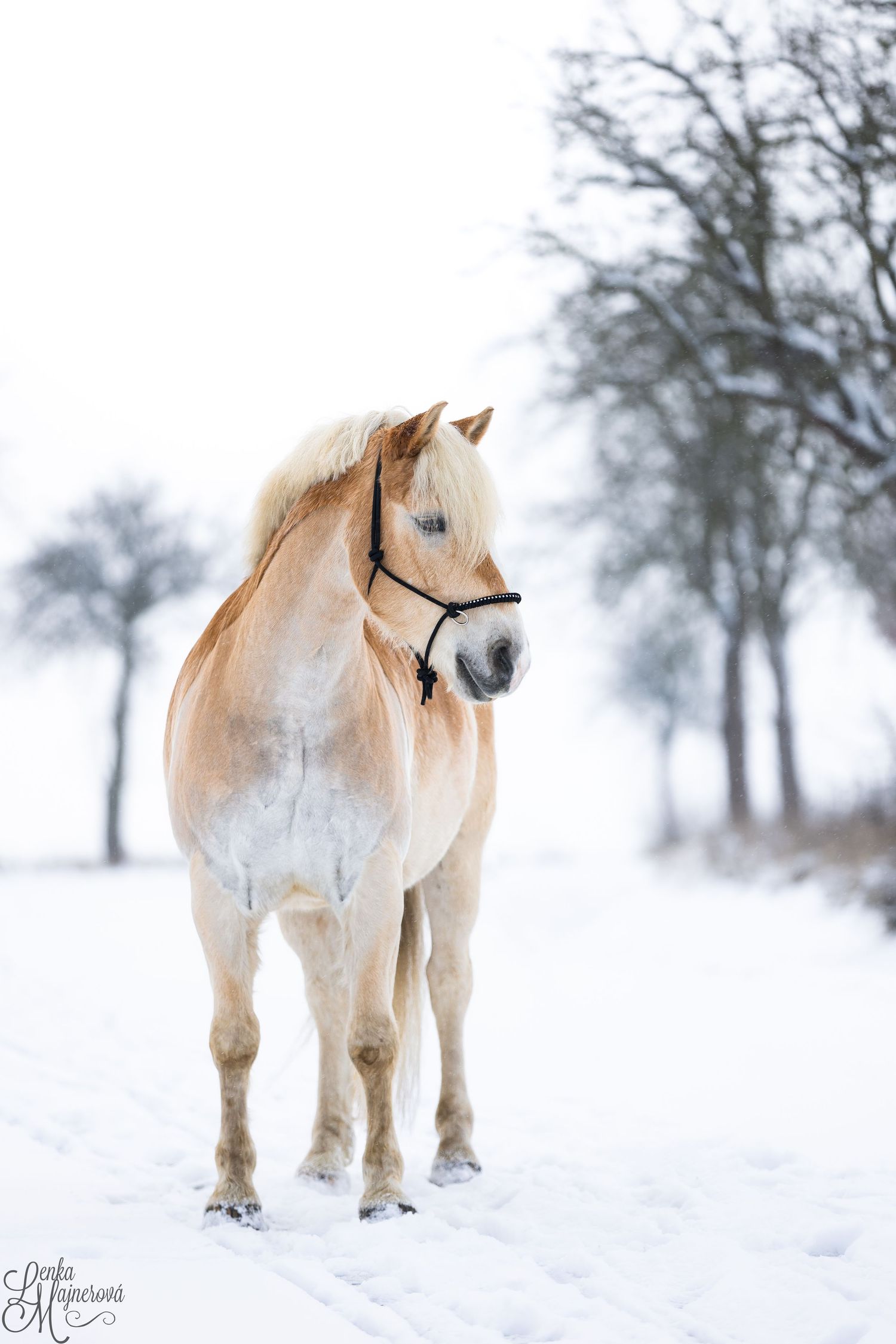 Cream colored horse standing peacefully in snowy winter landscape with bare trees.