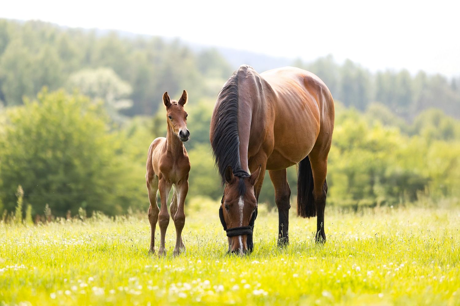 Several brown horses stand together in a sunny meadow filled with yellow wildflowers and green grass.