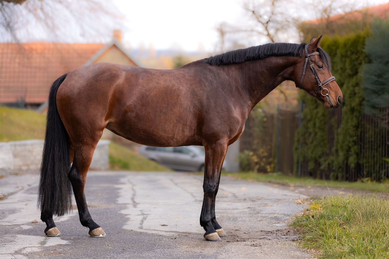 A close-up view of a horse's legs and hooves walking on a path during autumn.