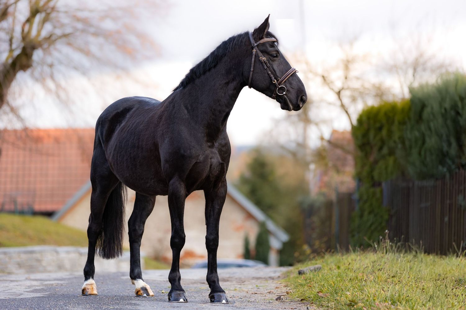 Black horse with white socks stands gracefully in a natural outdoor setting with trees and grass in the background.