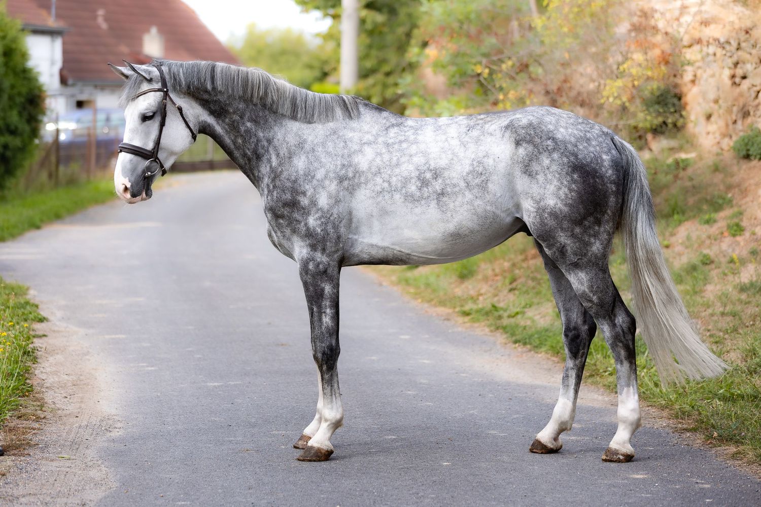 A dappled gray draft horse walks along a country road with trees and buildings visible in the background.
