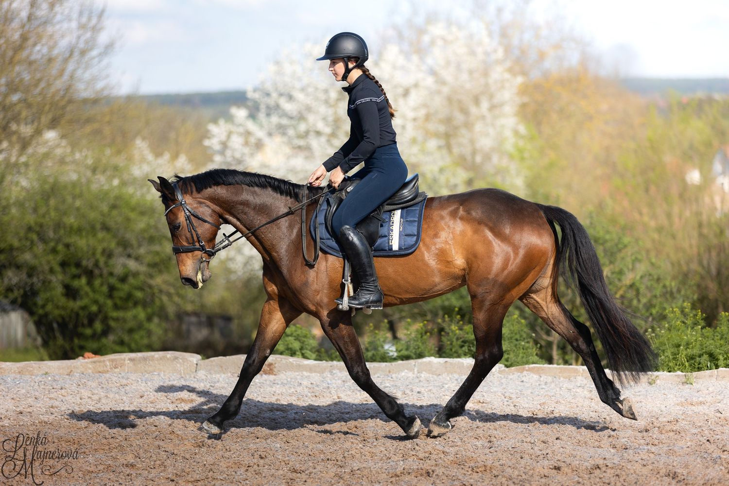 Equestrian rider in blue jacket and helmet riding a bay horse in sequence showing various gaits and movements.