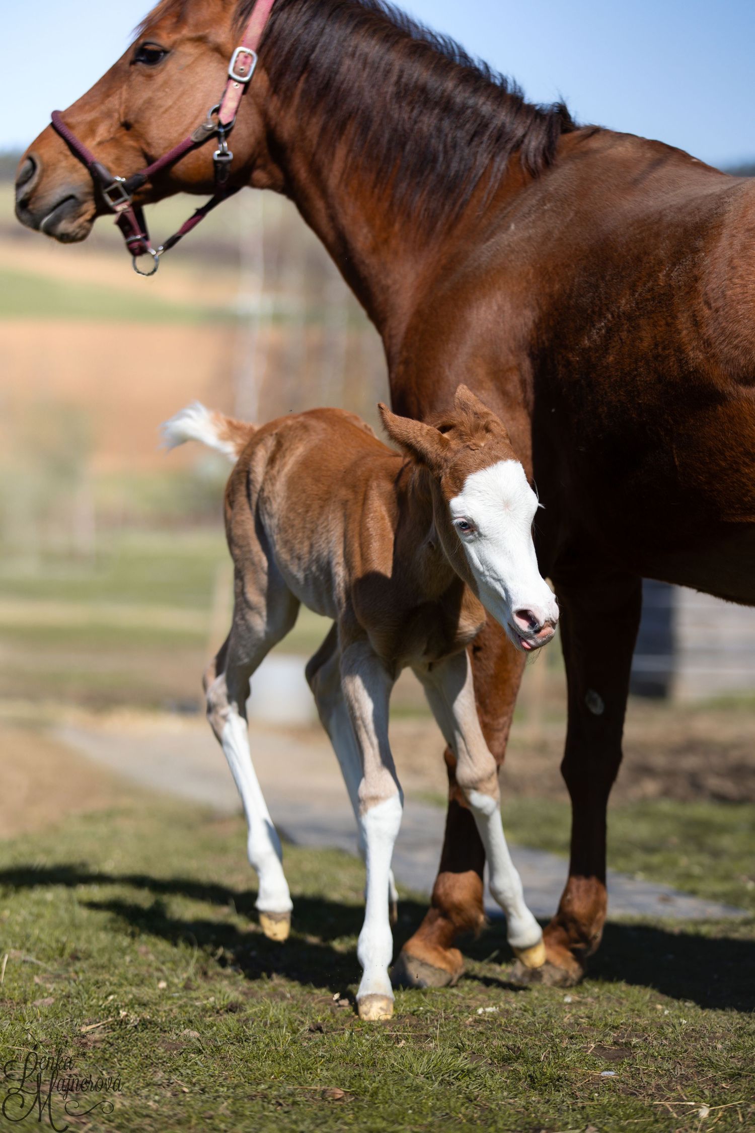 Close-up view of brown and white horse legs and hooves grazing on grass in a sunny field.