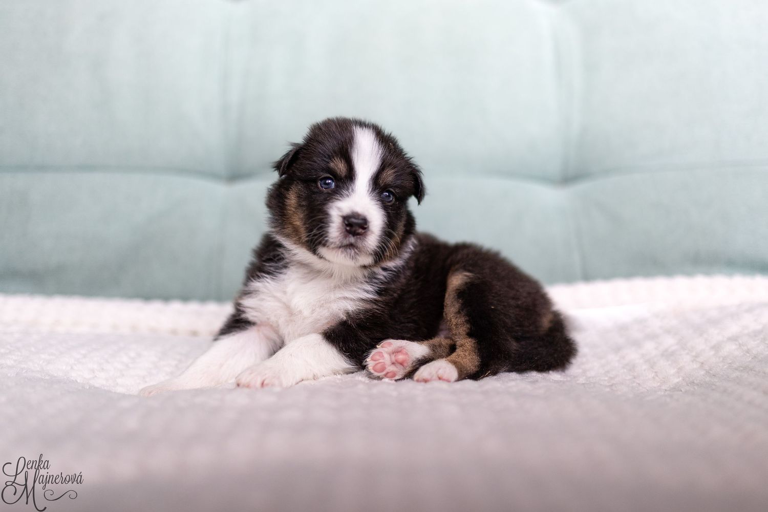 A Border Collie puppy rests on a white couch while looking at the camera with an adorable expression.