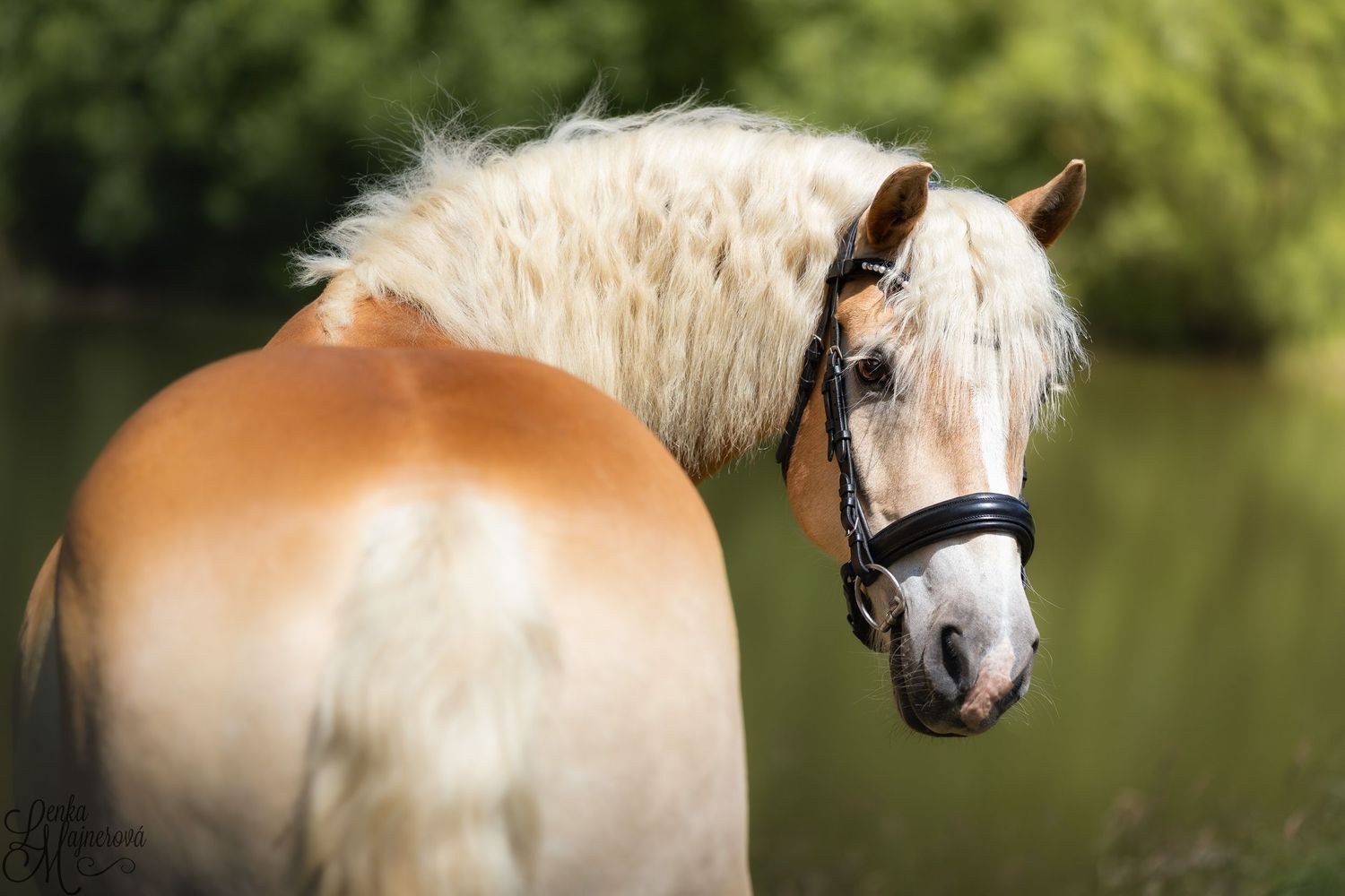 A white horse with a flowing mane stands in profile against a lush green background near a tranquil lake.