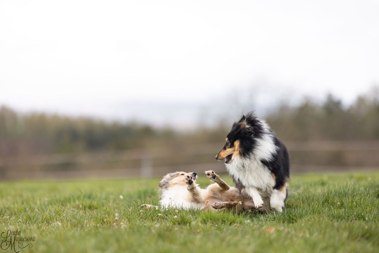 Two Shetland Sheepdogs playing together on green grass in a field.