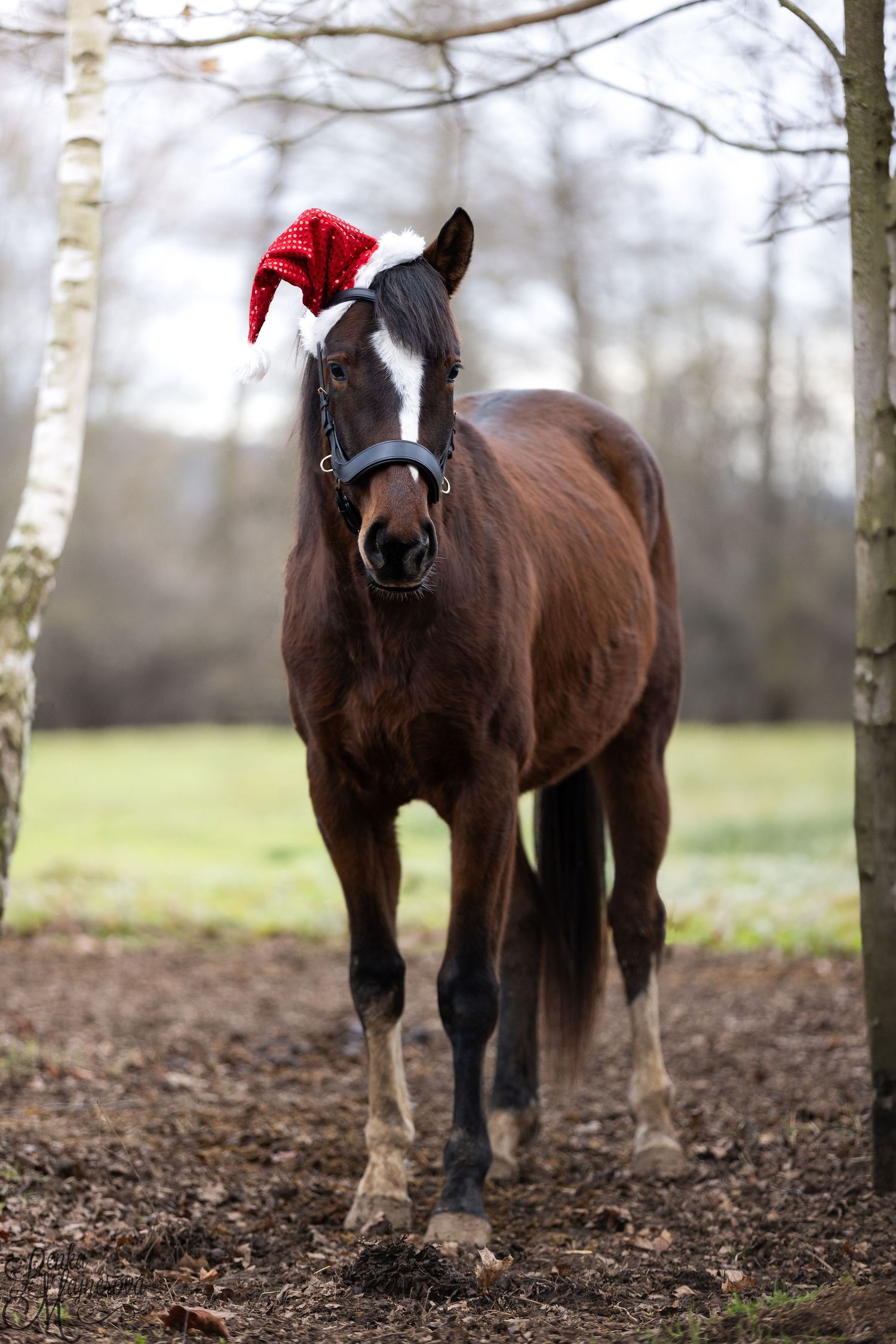 Three brown horses wearing festive red Santa hats stand together in a muddy field with birch trees in the background.