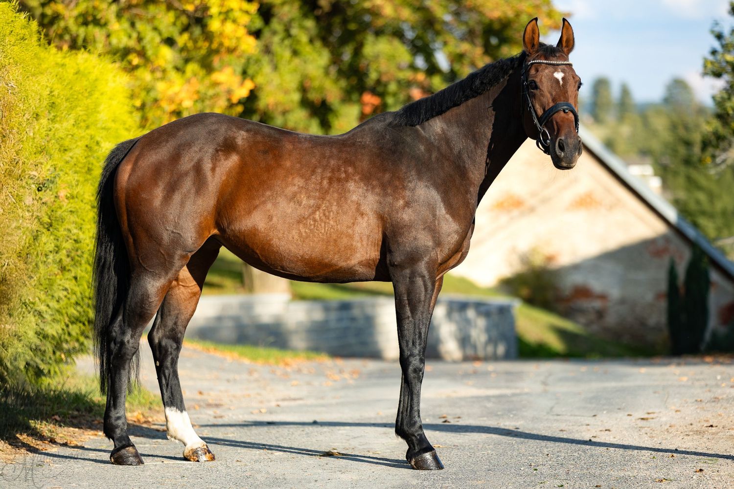 A beautiful bay horse standing on a dirt path with autumn foliage in the background.