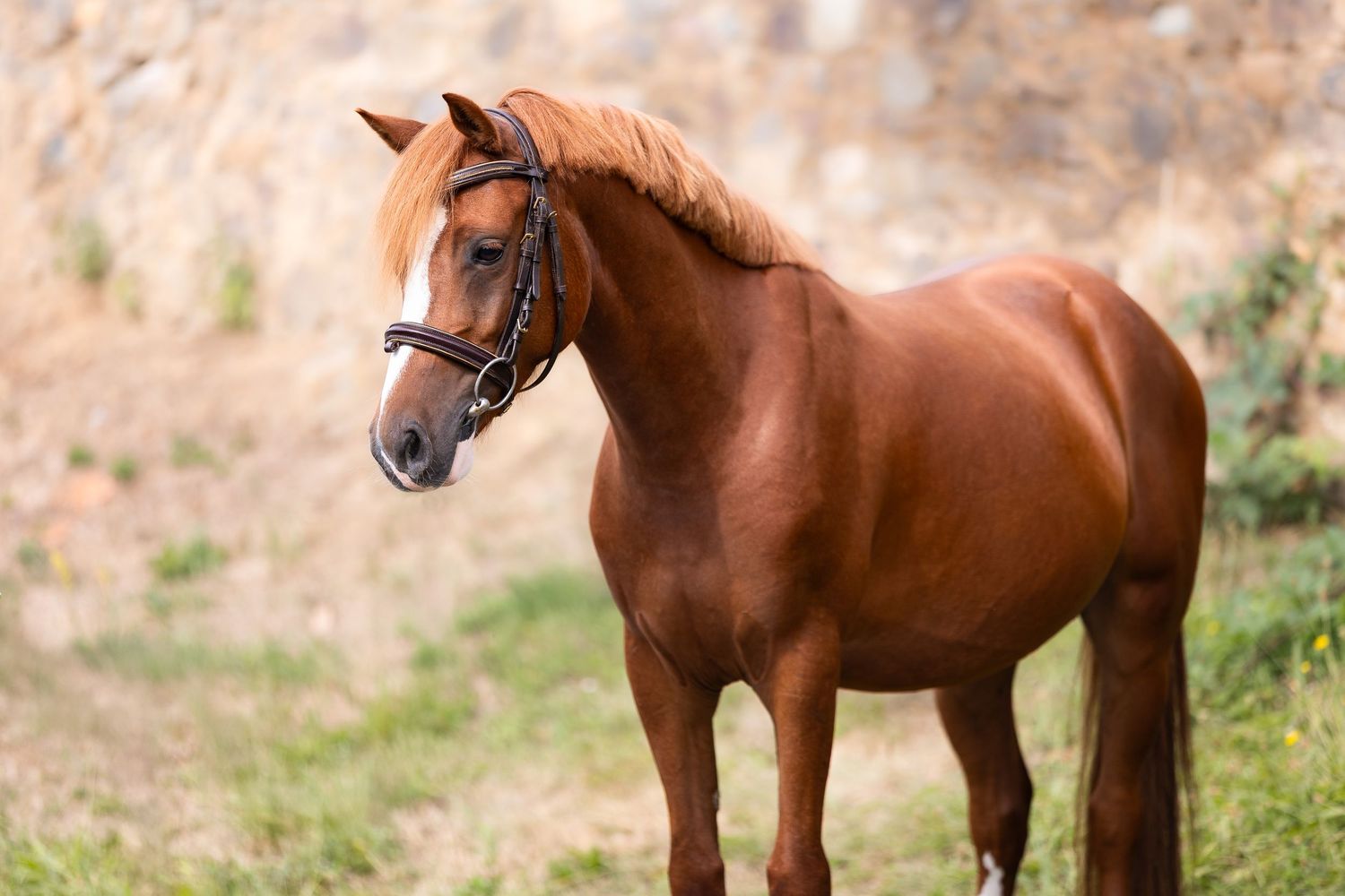 Three brown horses graze together in a grassy field on a sunny day.