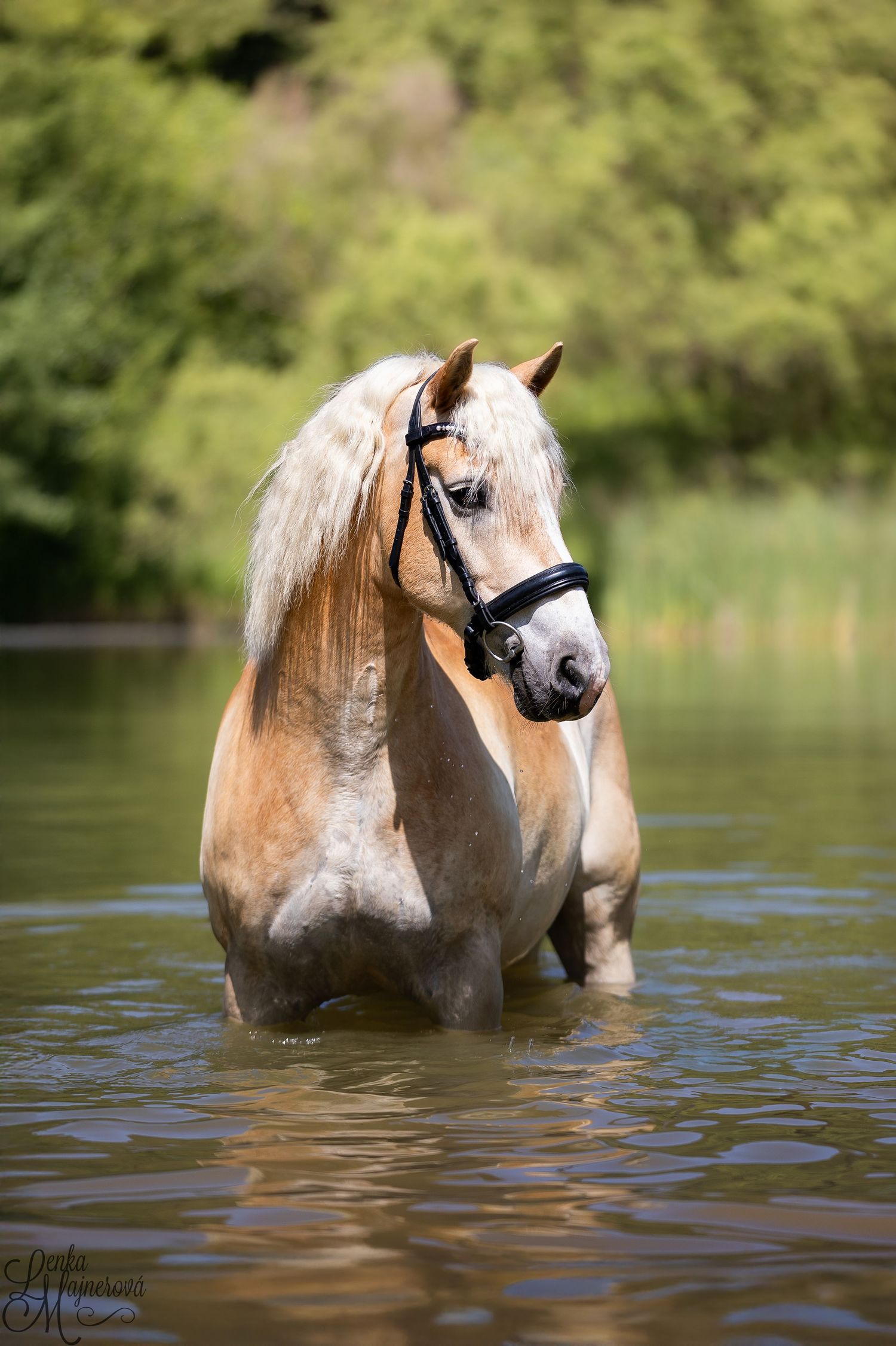 A palomino horse with a white blaze stands in a tranquil lake, creating a serene reflection in the calm water.
